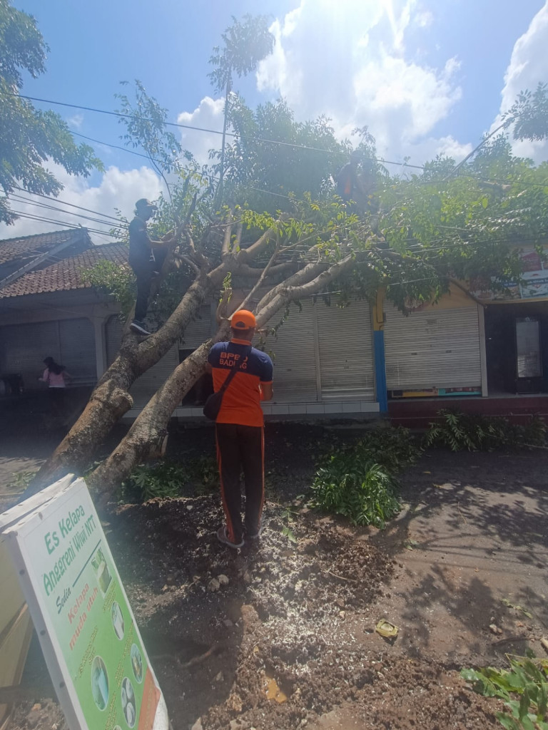 Pohon Tumbang di Banjar Dajan Peken, Desa Sembung, Kecamatan Mengwi Tanggal 18 Mei 2024